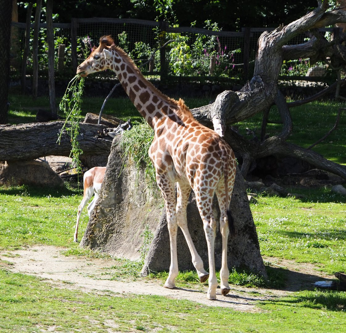 Juvenile Kordofan giraffe (Giraffa camelopardalis antiquorum), 2020-07-21