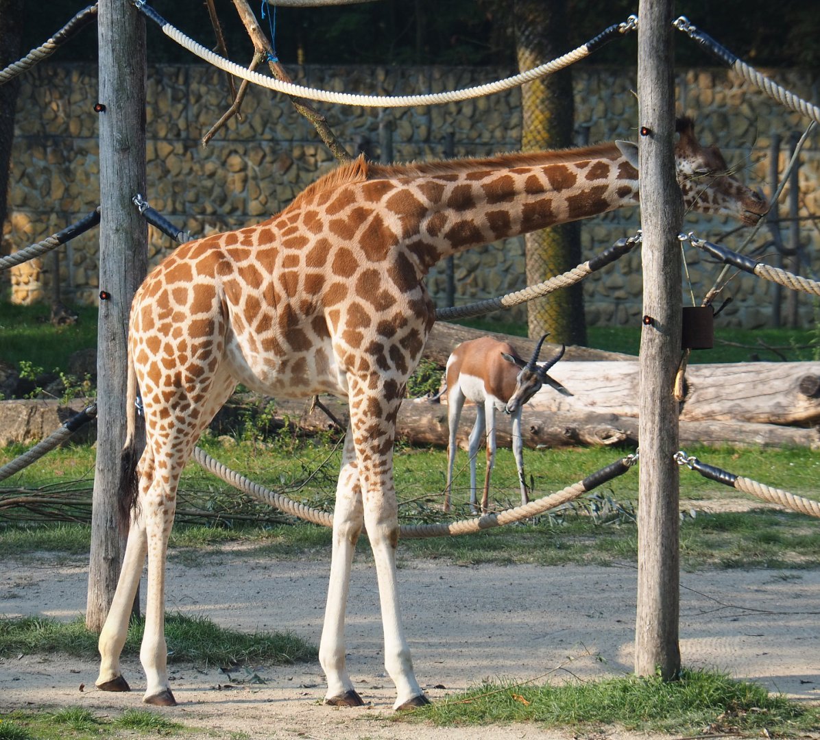 Juvenile Kordofan giraffe (Giraffa camelopardalis antiquorum) and Mhorr gazelle (Nanger dama mhorr), 2020-09-16