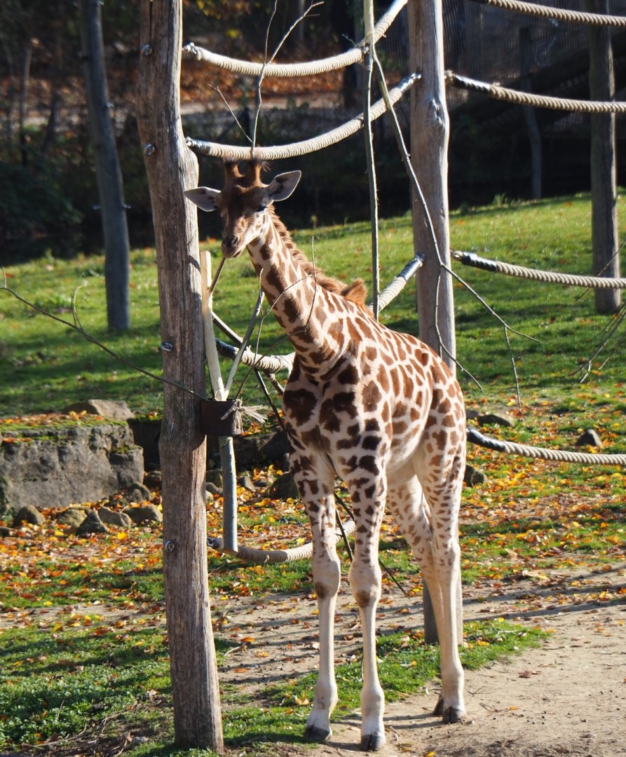 Juvenile Kordofan giraffe (Giraffa camelopardalis antiquorum) Twiga (Nov 18th, 2018)
