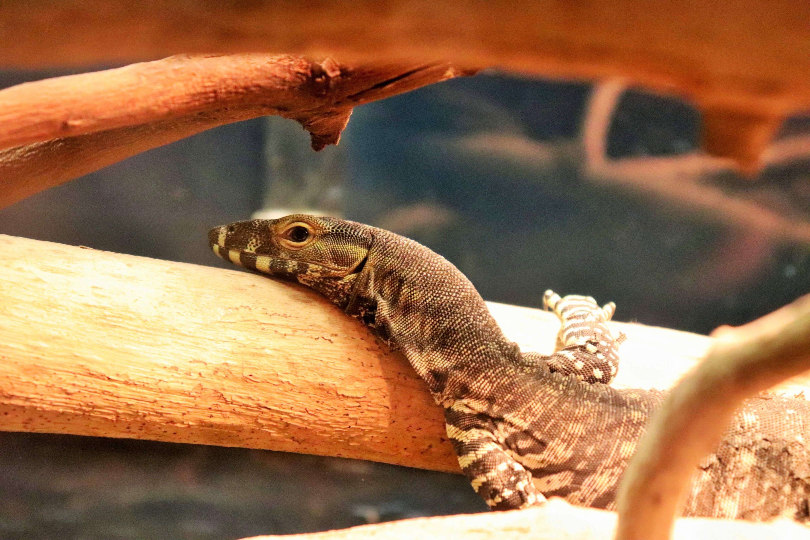 Juvenile Lace Monitor (Varanus varius)