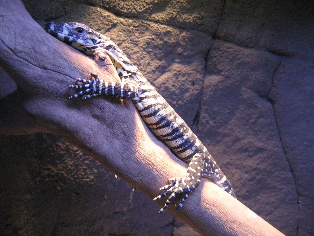 Juvenile Lace Monitor