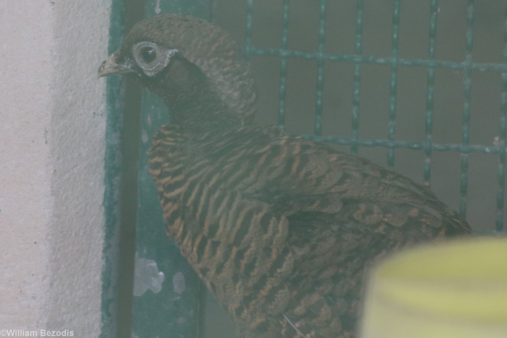 Juvenile Lady Amherst's Pheasant