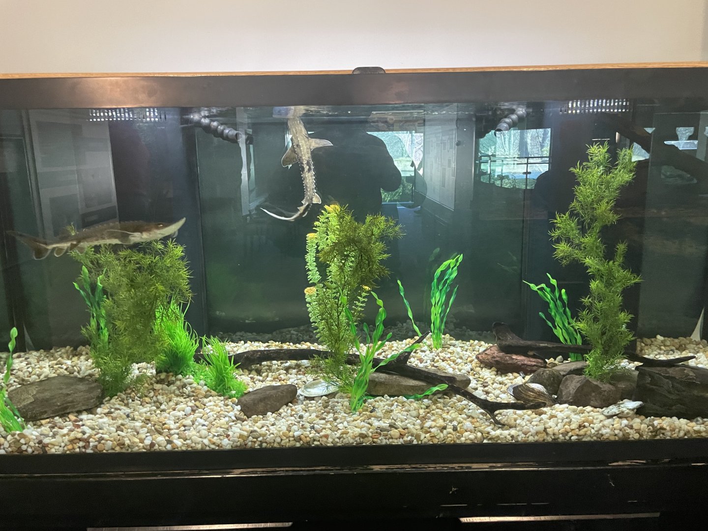 Juvenile Lake Sturgeon Tank