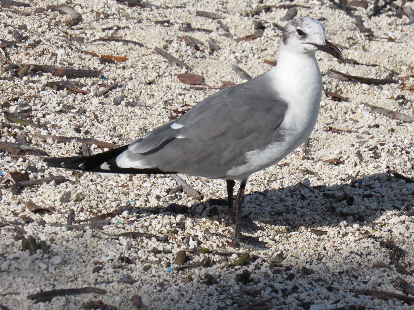 Juvenile Laughing Gull