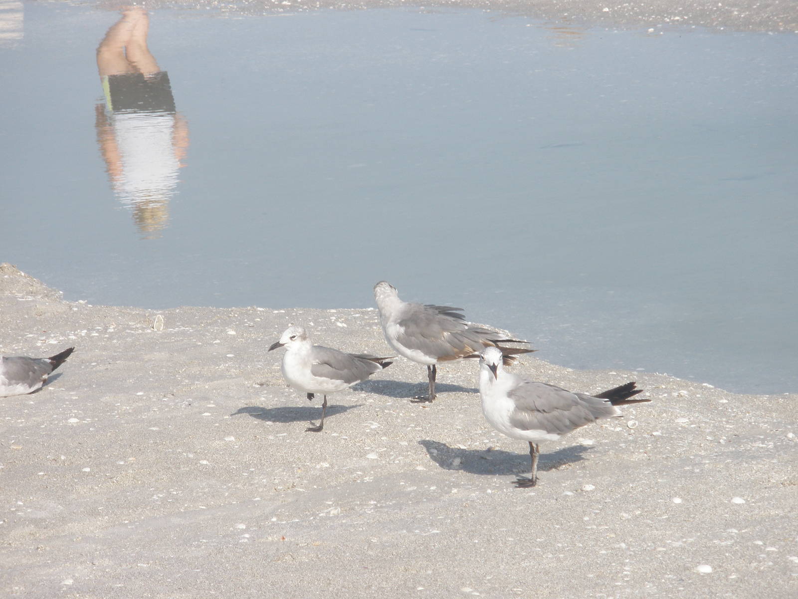 Juvenile Laughing Gulls, Sanibel Island FL 2012