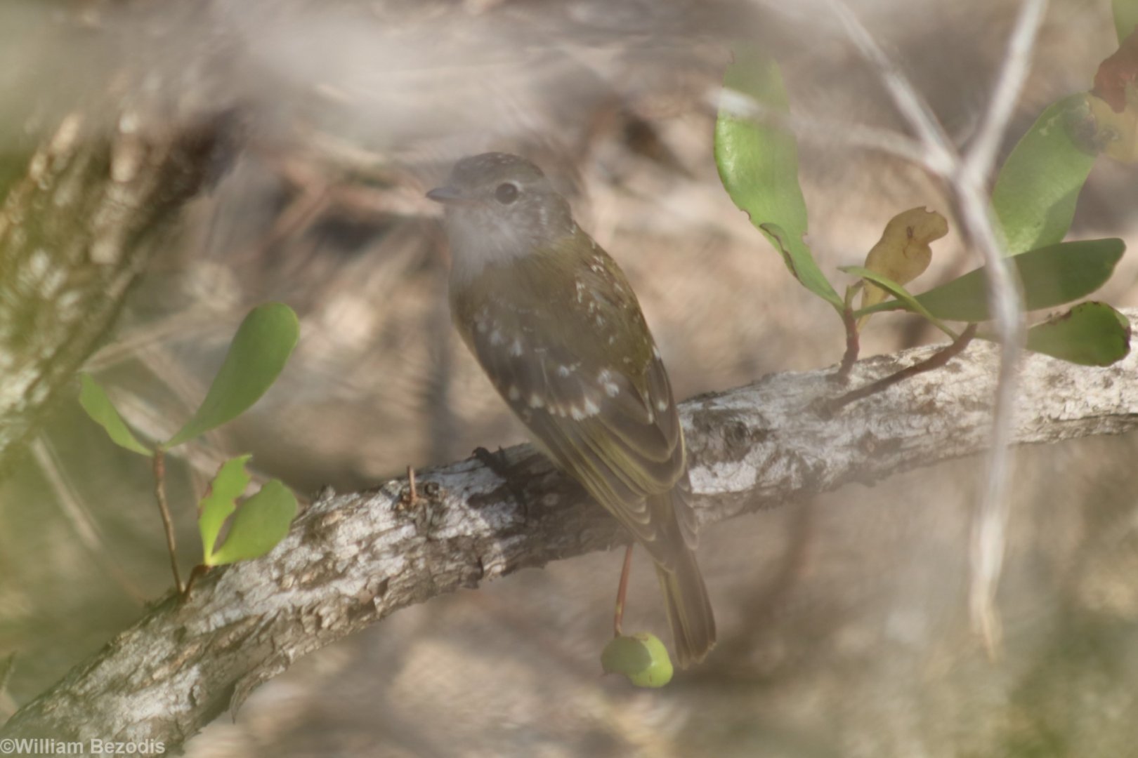 Juvenile Lemon-bellied Flycatcher at the East Point Mangroves, Darwin