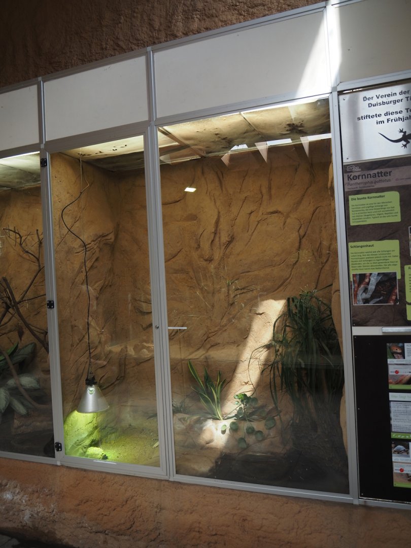 Juvenile Leopard tortoise terrarium, 2024-06-08