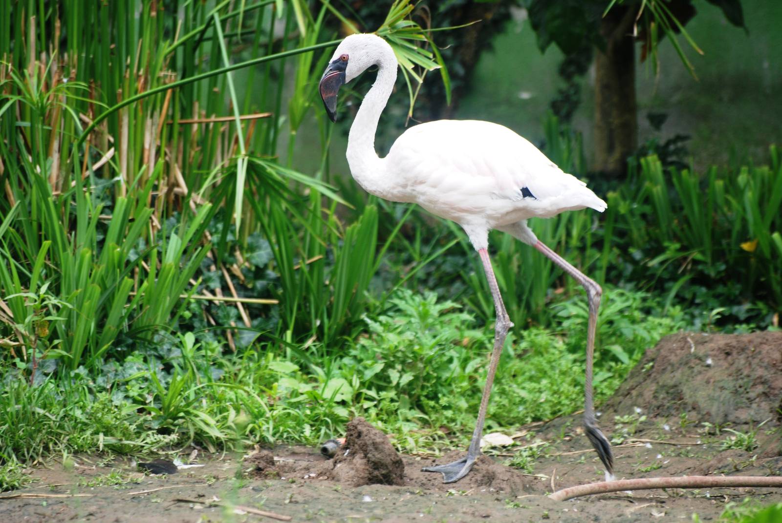 Juvenile Lesser Flamingo at Santillana del Mar, 13/06/15