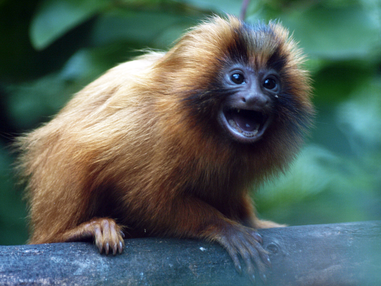 Juvenile Lion tamarin