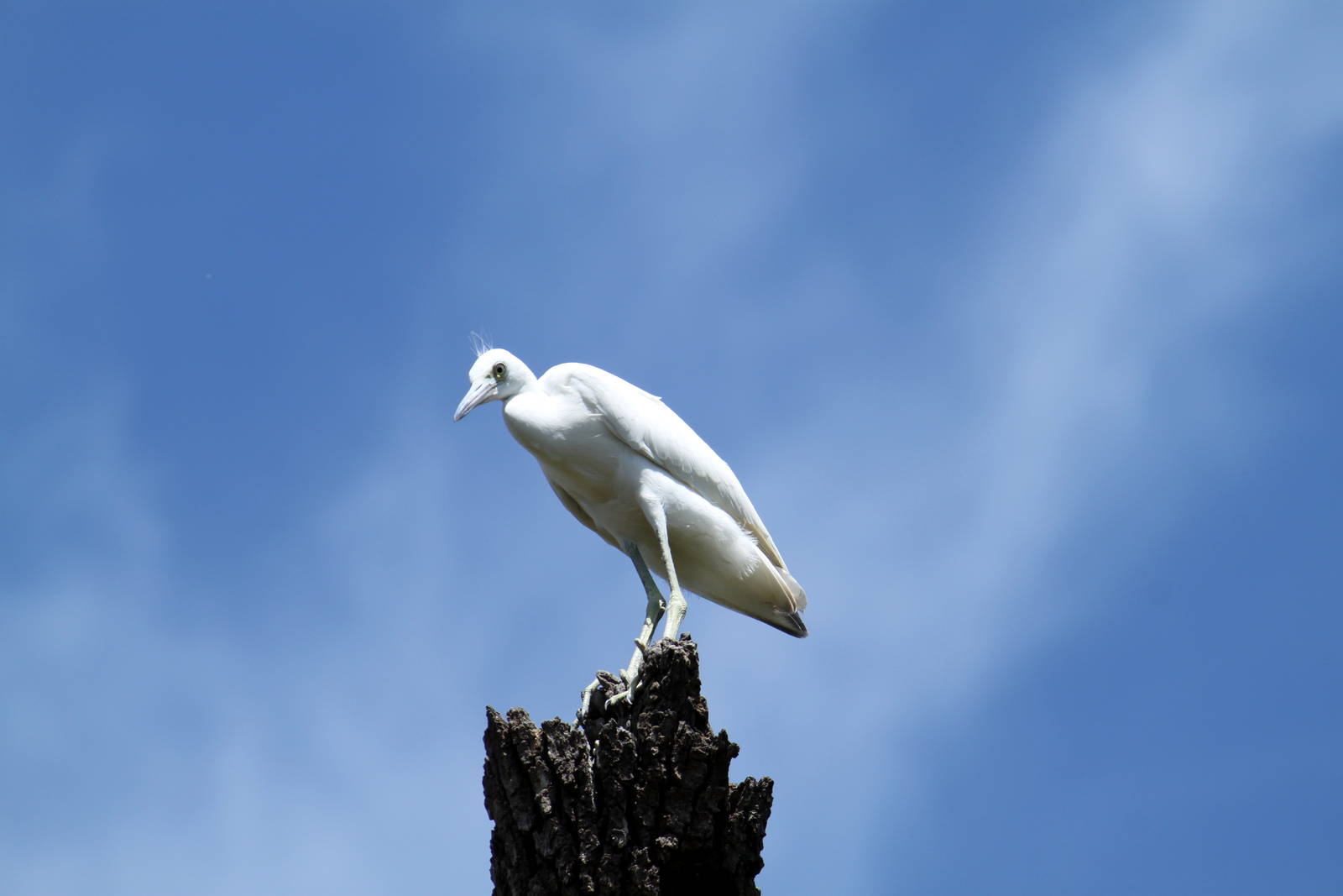 Juvenile Little Blue Heron (wild)