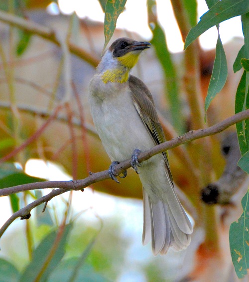 juvenile Little Friarbird