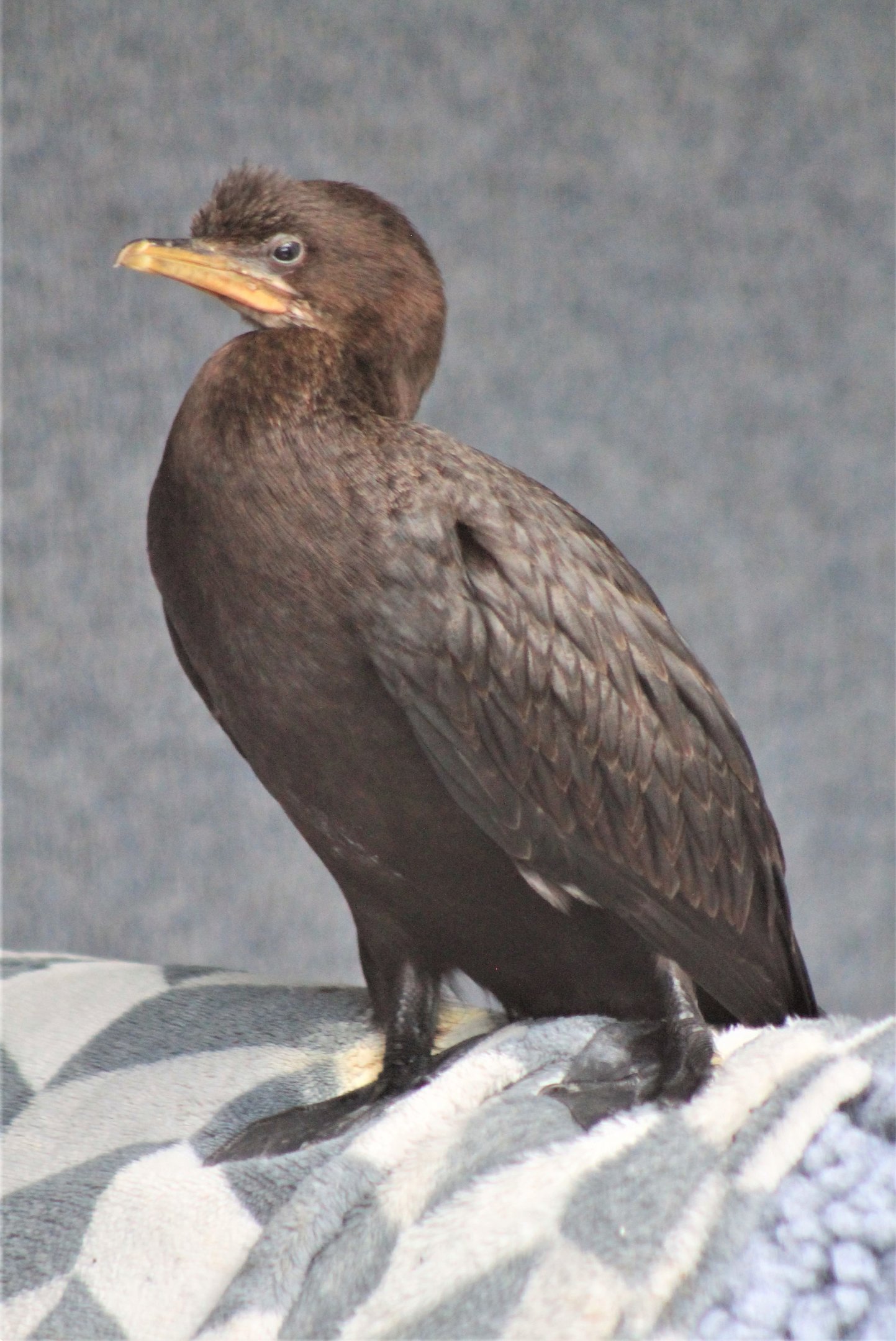 Juvenile Little Pied Shag (Microcarbo melanoleucos)