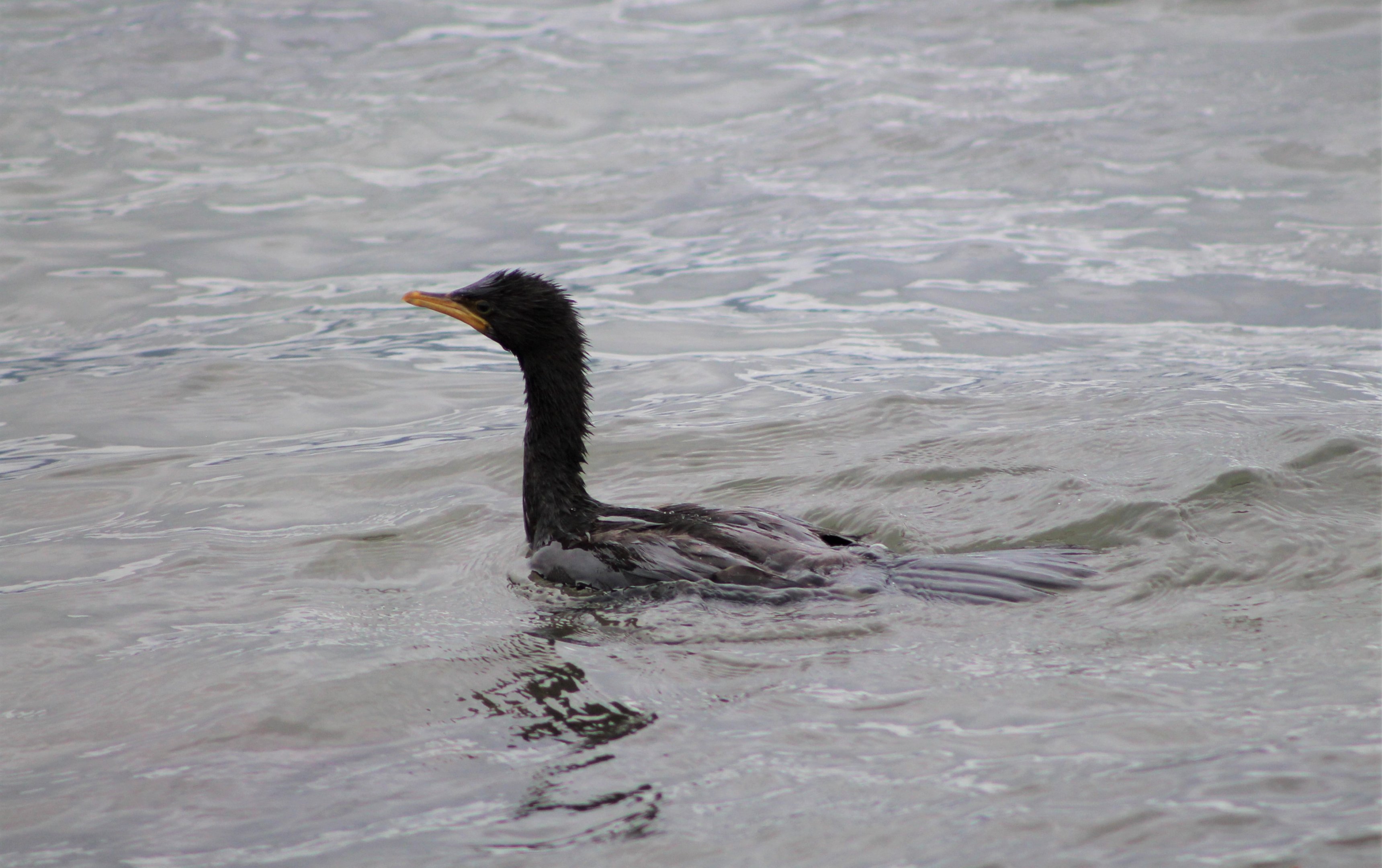Juvenile Little Pied Shag (Phalacrocorax melanoleucos)