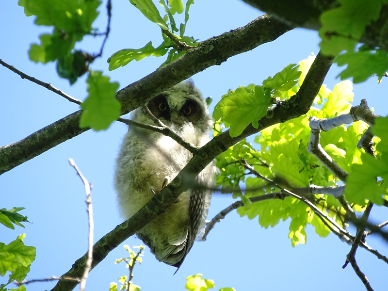 Juvenile long-eared owl