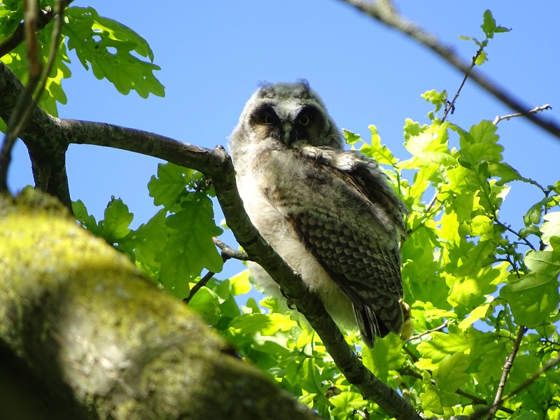 Juvenile long-eared owl