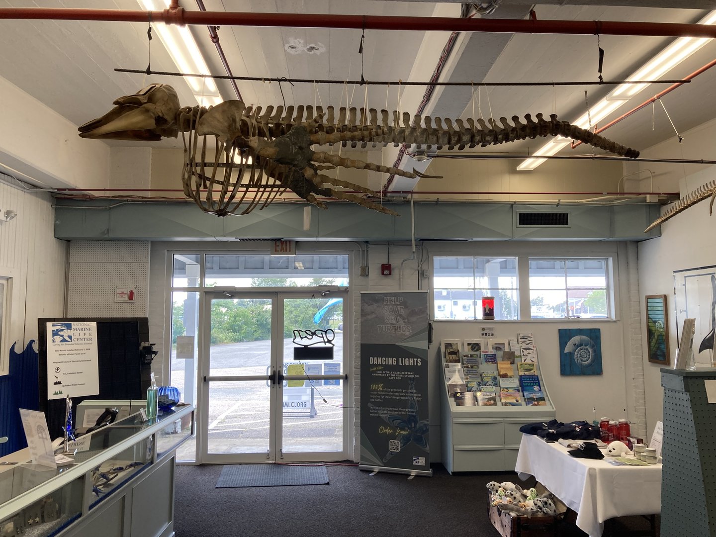 Juvenile Long-Finned Pilot Whale skeleton
