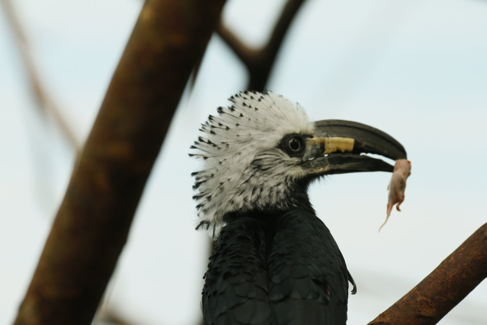 Juvenile long-tailed hornbill