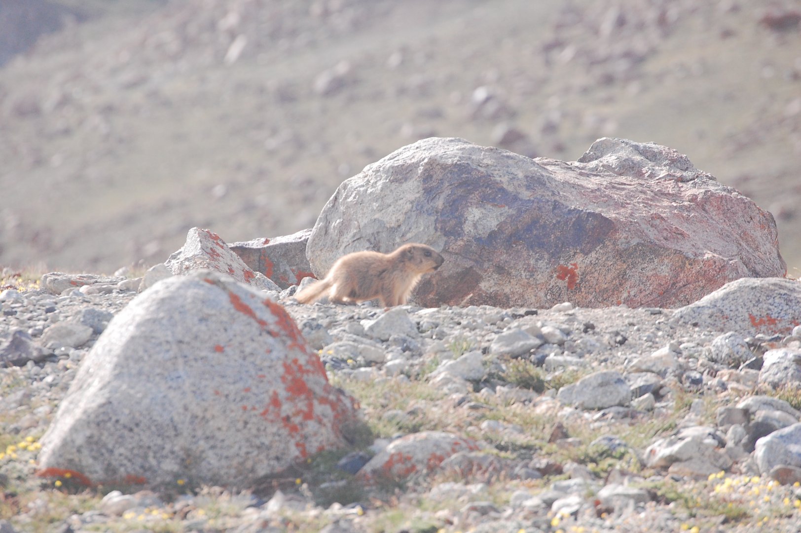 Juvenile Long-tailed marmot - Khunjerab NP 7/5/2019