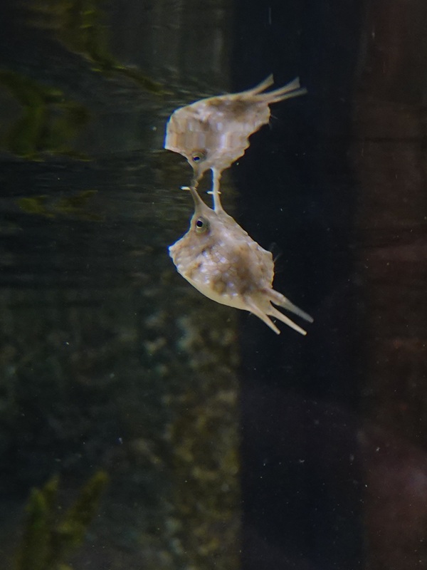 Juvenile Longhorn boxfish (Lactoria cornuta)