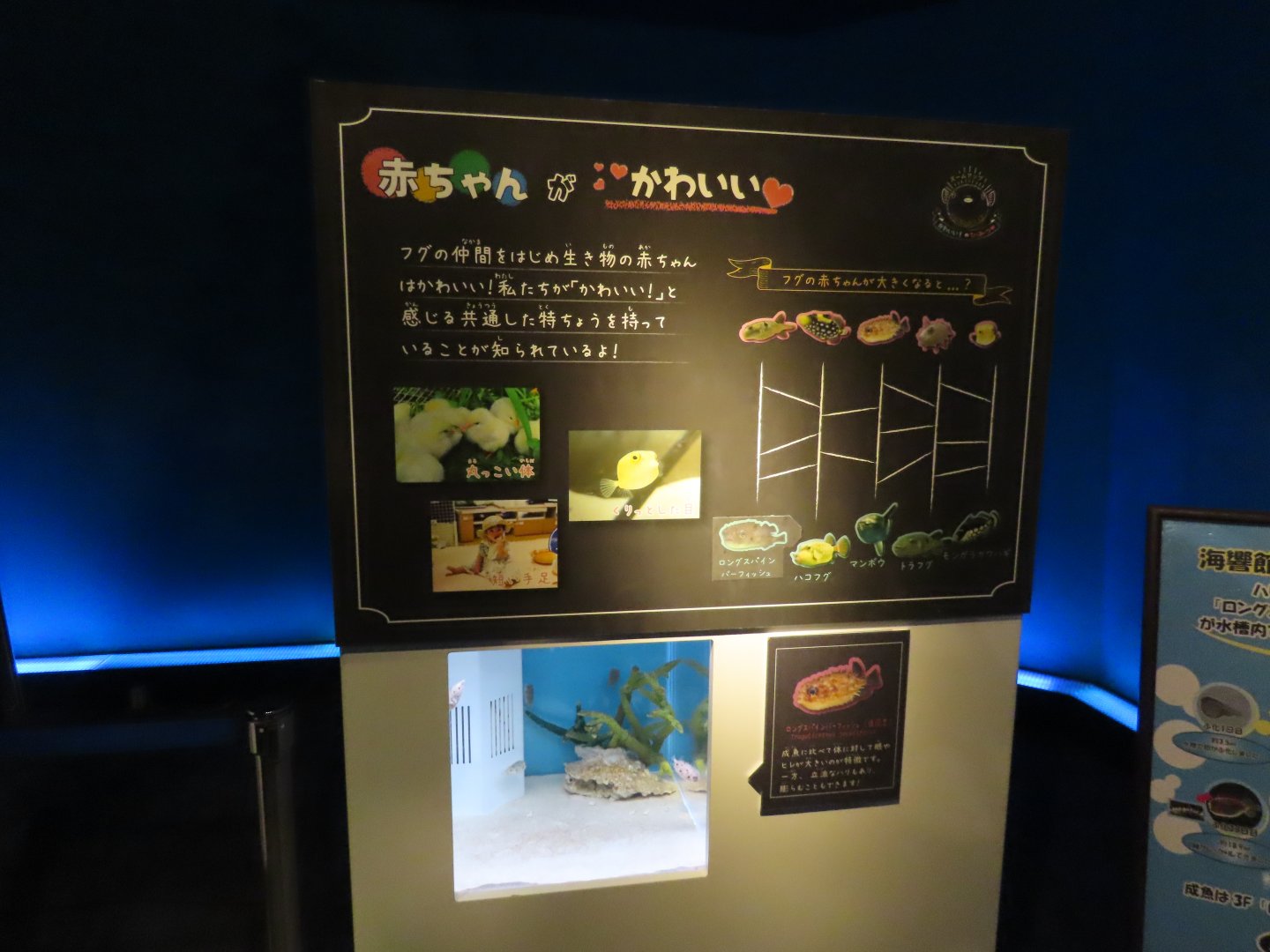 Juvenile Longspine burrfish (Tragulichthys jaculiferus) tank