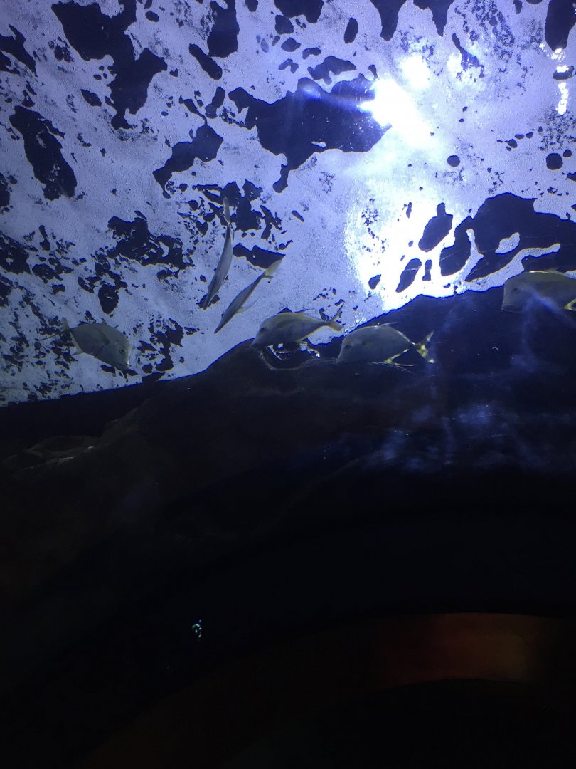 Juvenile Lookdown's (?)