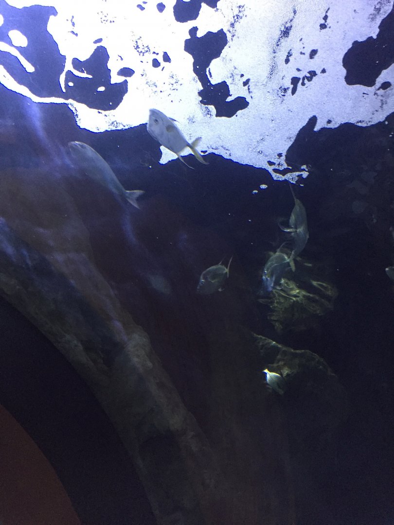 Juvenile Lookdown's (?)