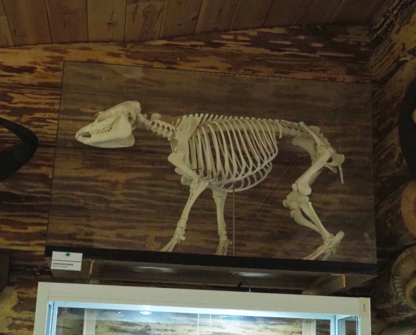 Juvenile Lowland tapir (Tapirus terrestris) skeleton, 2022-05-17