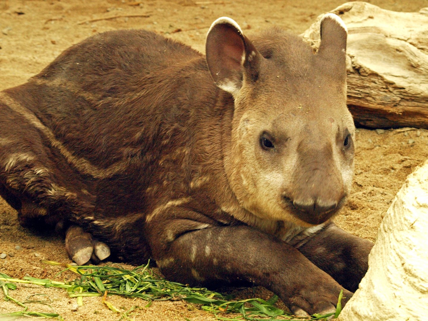 Juvenile lowland tapir