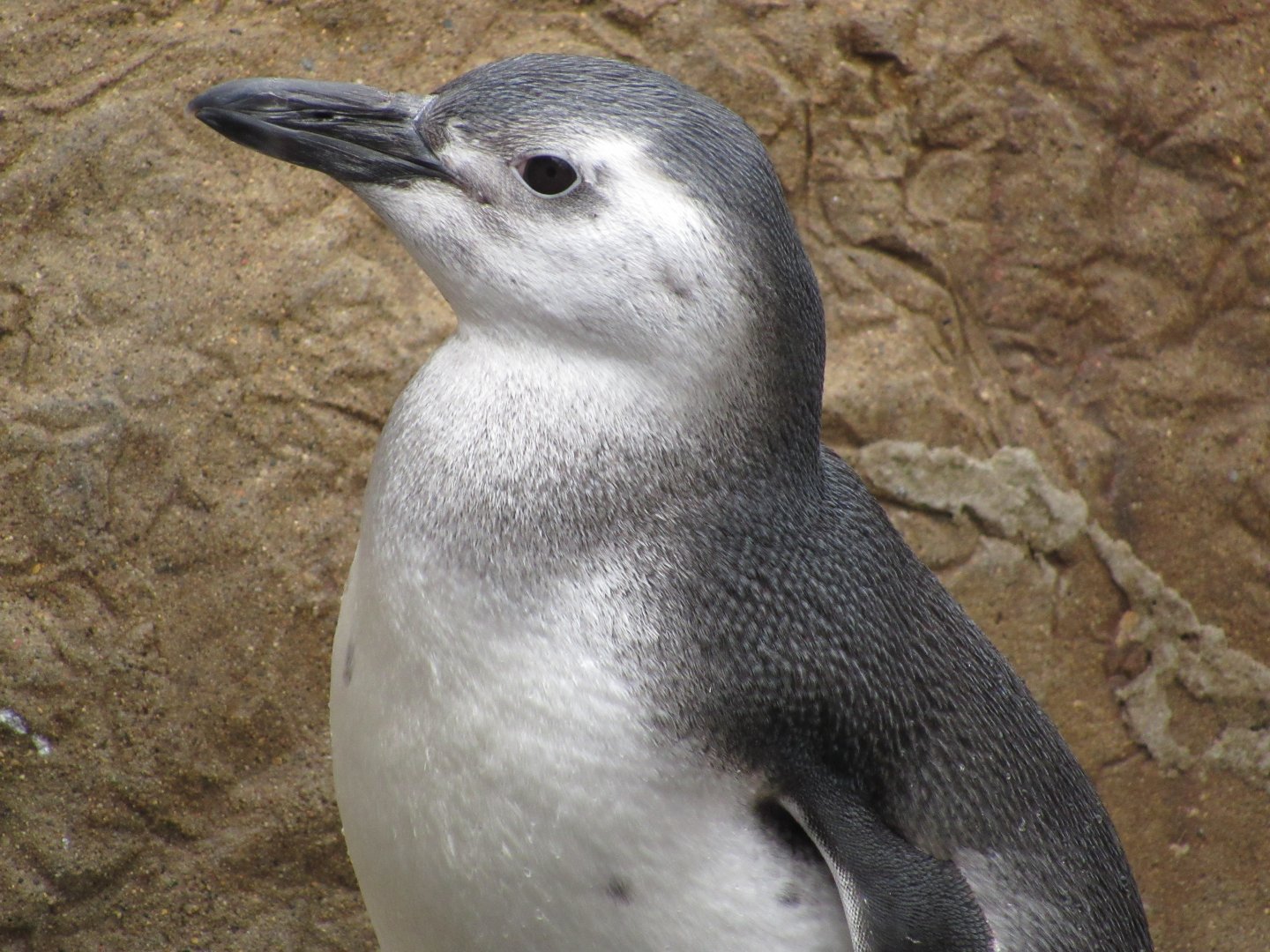 Juvenile Magellanic Penguin