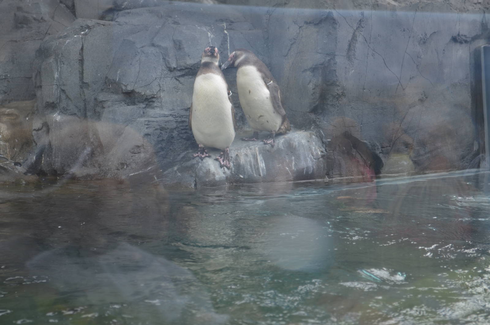 Juvenile Magellanic Penguins