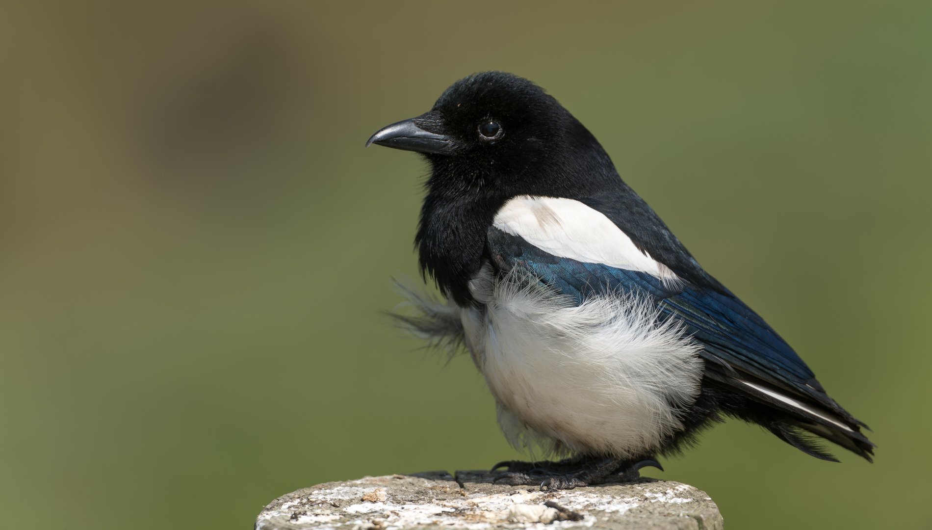 Juvenile Magpie (wild) UK