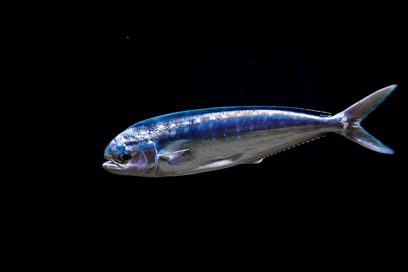 Juvenile Mahi Mahi// Open Sea