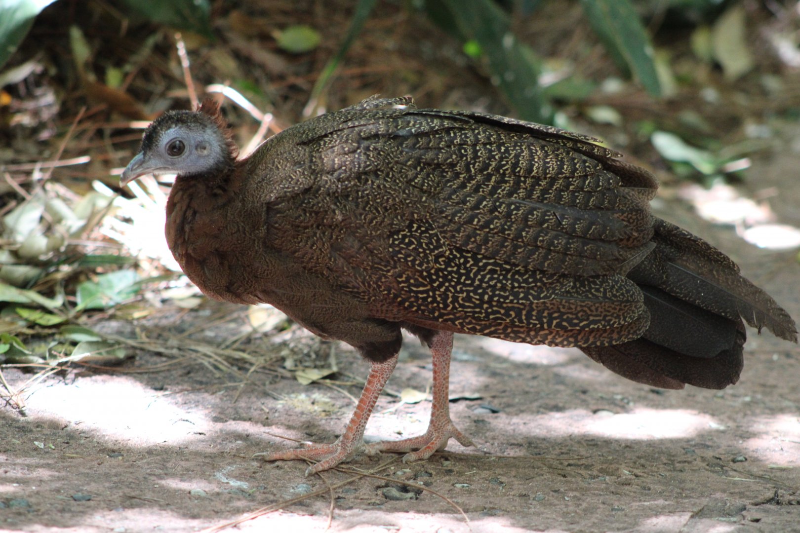 Juvenile Malay Great Argus (Argusianus argus)