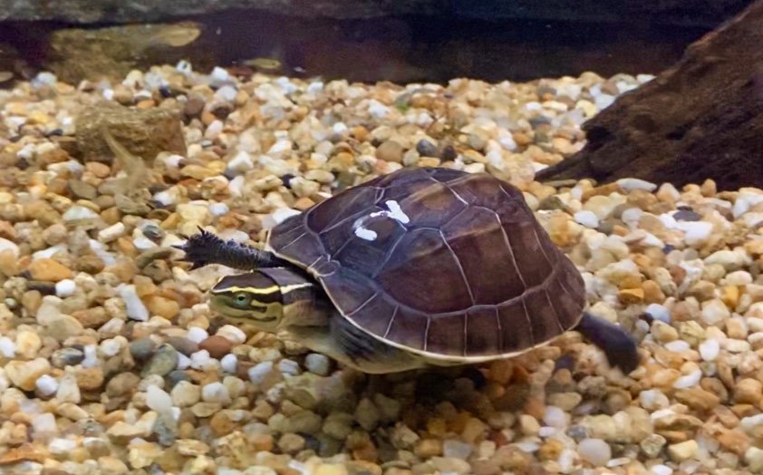 Juvenile Malayan box turtle (Cuora amboinensis)