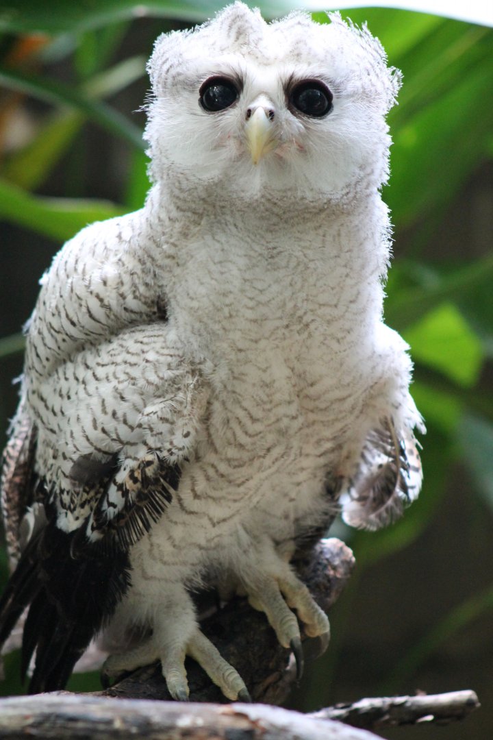 juvenile Malayan Eagle Owl (Bubo sumatranus)
