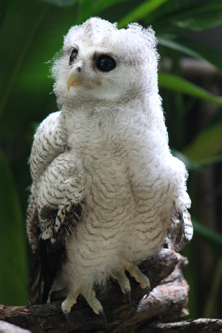 juvenile Malayan Eagle Owl (Bubo sumatranus)