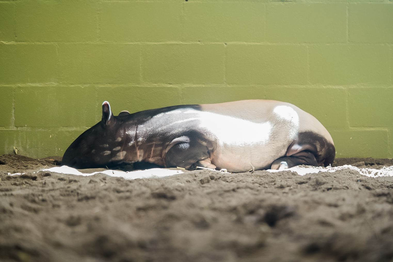 Juvenile Malayan Tapir (Ume)