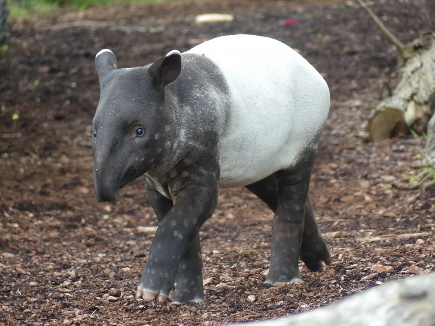 juvenile Malayan Tapir - Zoo København - 26.05.25