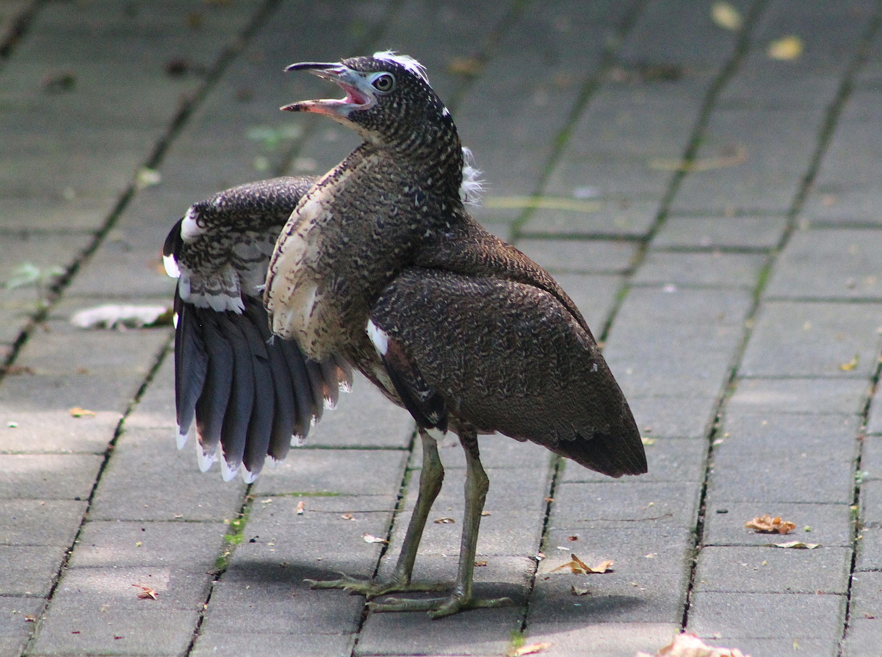 juvenile Malaysian Night Heron (Gorsarchius melanolophus)