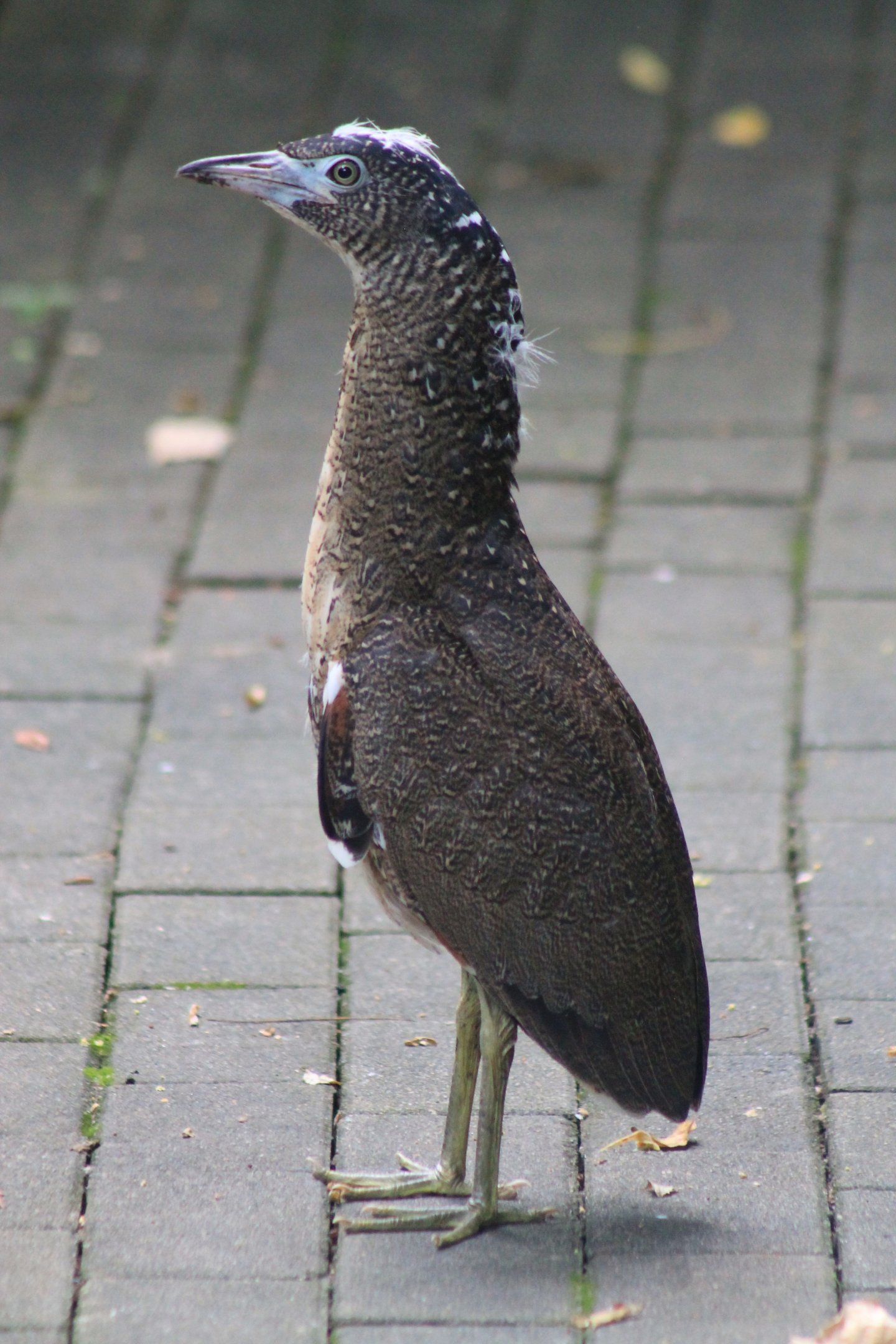 juvenile Malaysian Night Heron (Gorsarchius melanolophus)