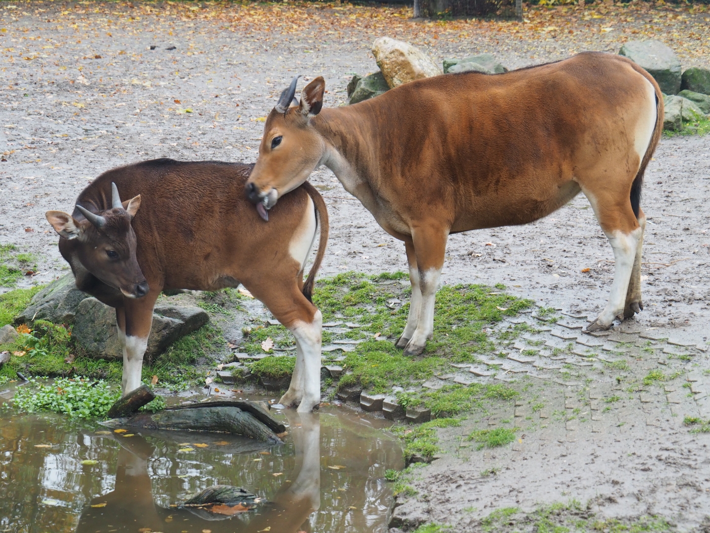 Juvenile male and adult female Javan banteng (Bos javanicus javanicus), Nov 10th, 2018