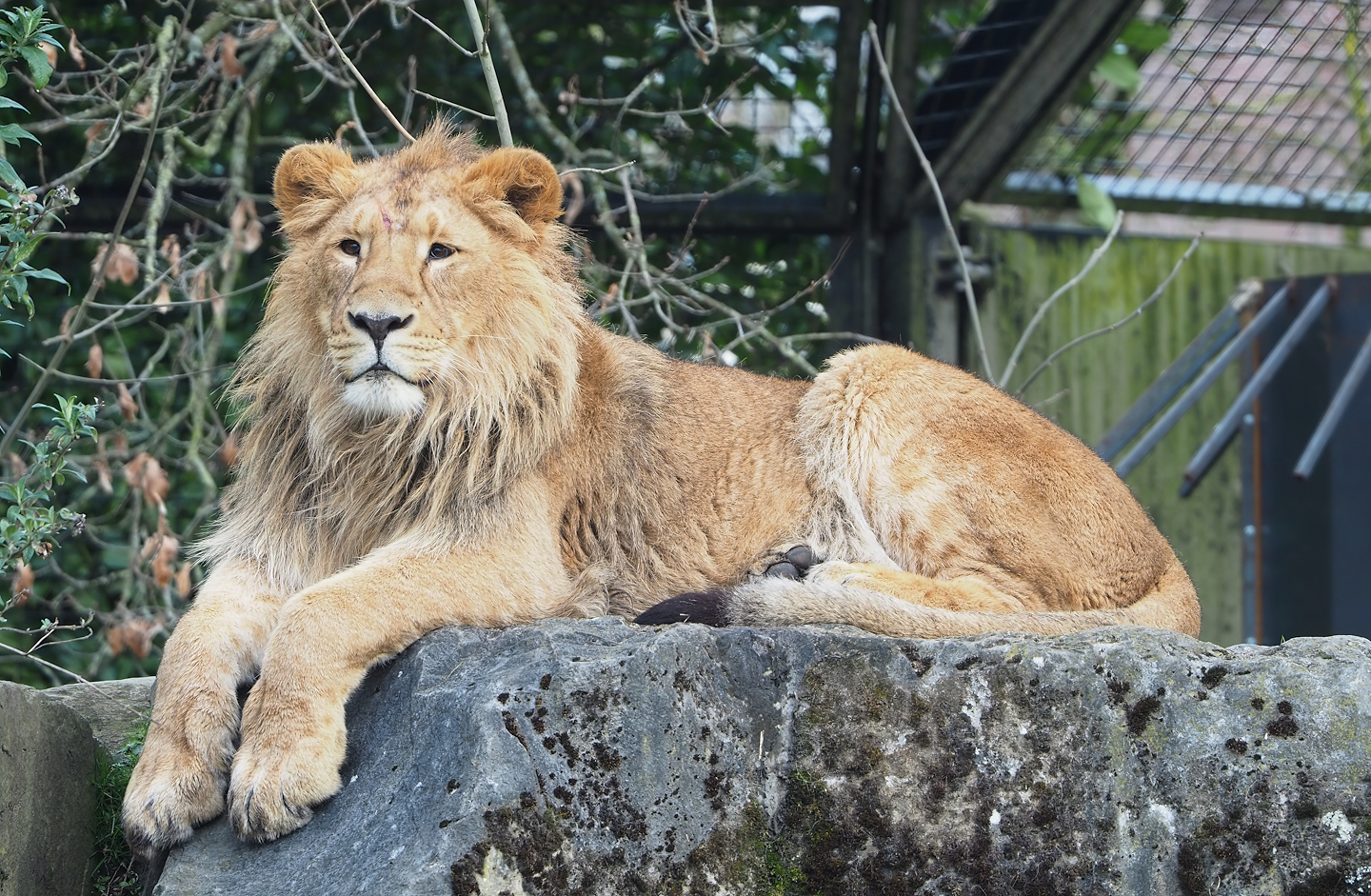 Juvenile male Asiatic lion Wishu (Panthera leo persica), 2023-03-28