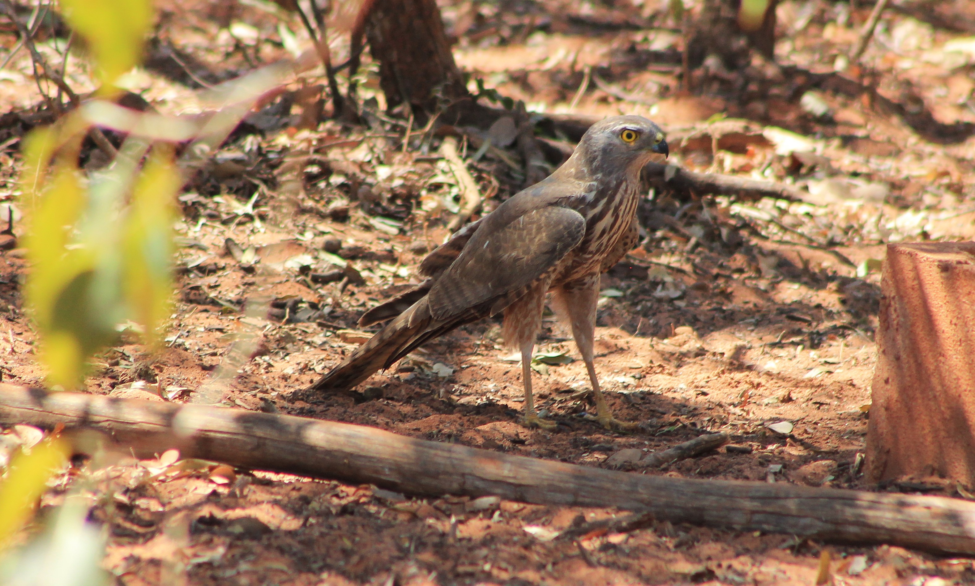 juvenile male Brown Goshawk (Tachyspiza fasciata)