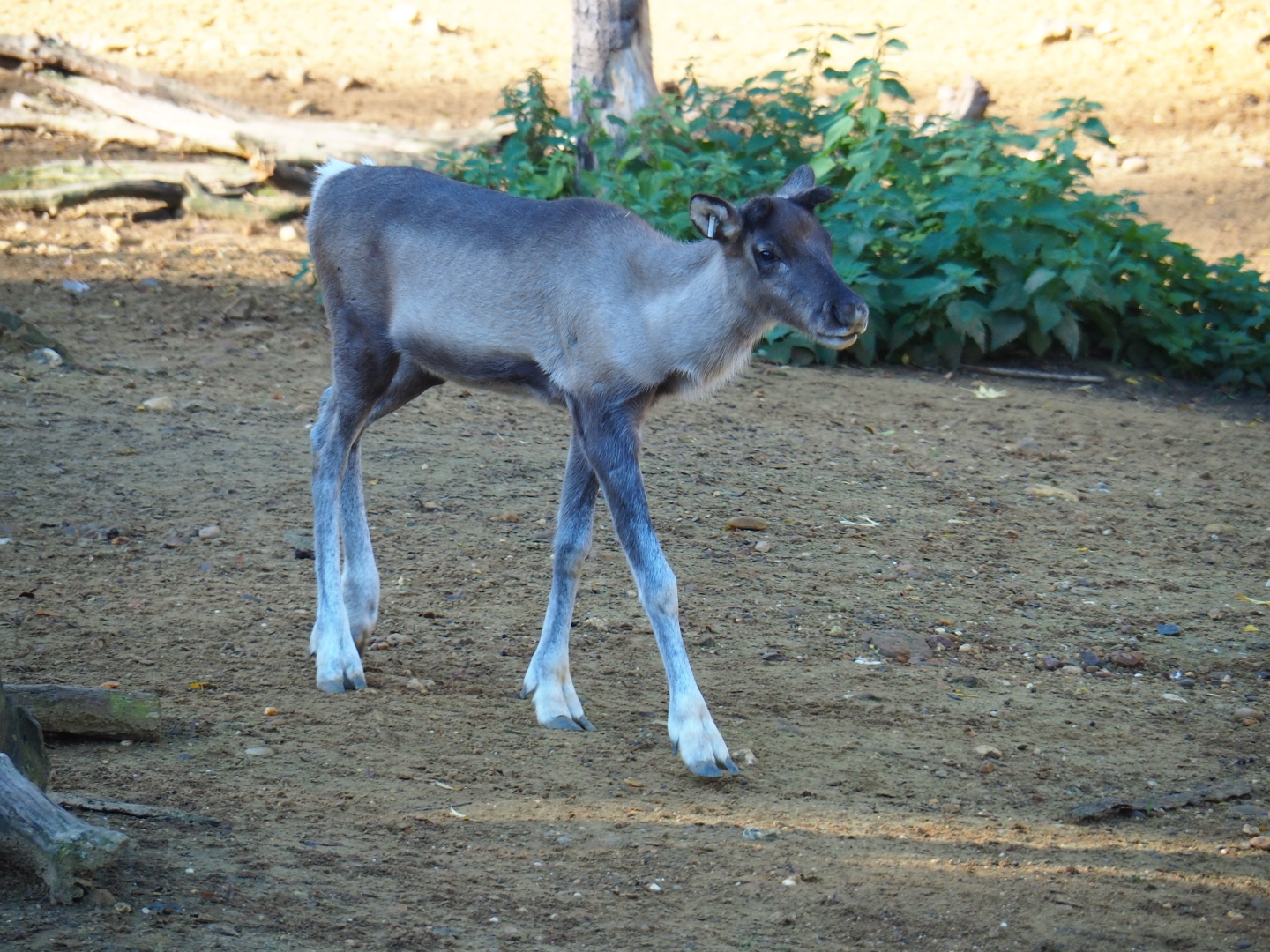 Juvenile male Eurasian forest reindeer (Rangifer tarandus fennicus), Oct 13th, 2018