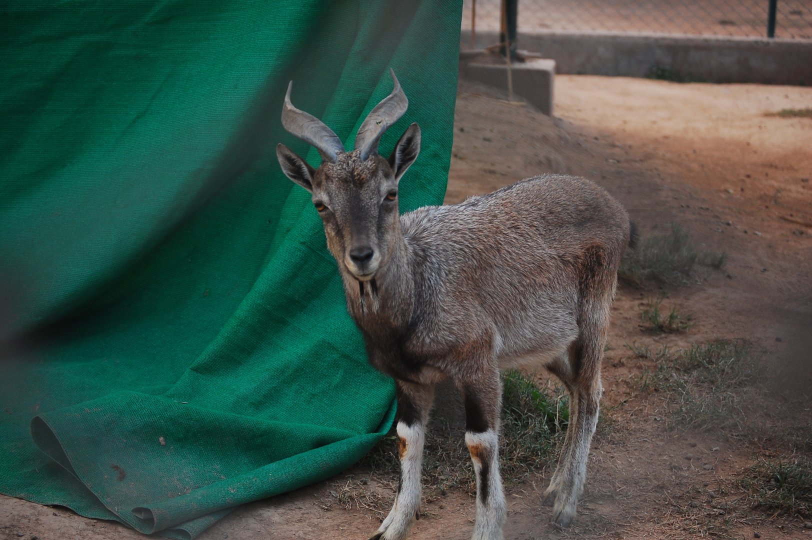 Juvenile male Kashmir markhor - Peshawar zoo 12/14/2019