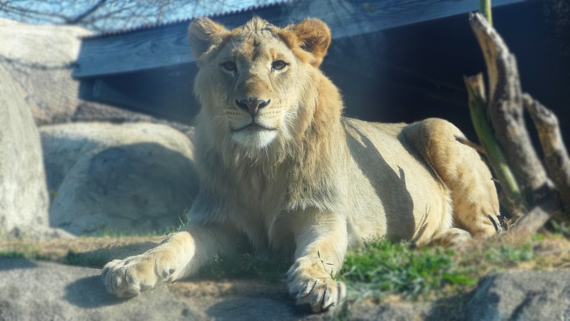 Juvenile Male Lion Izwi, Giants of the Savannah - Mar. 2022