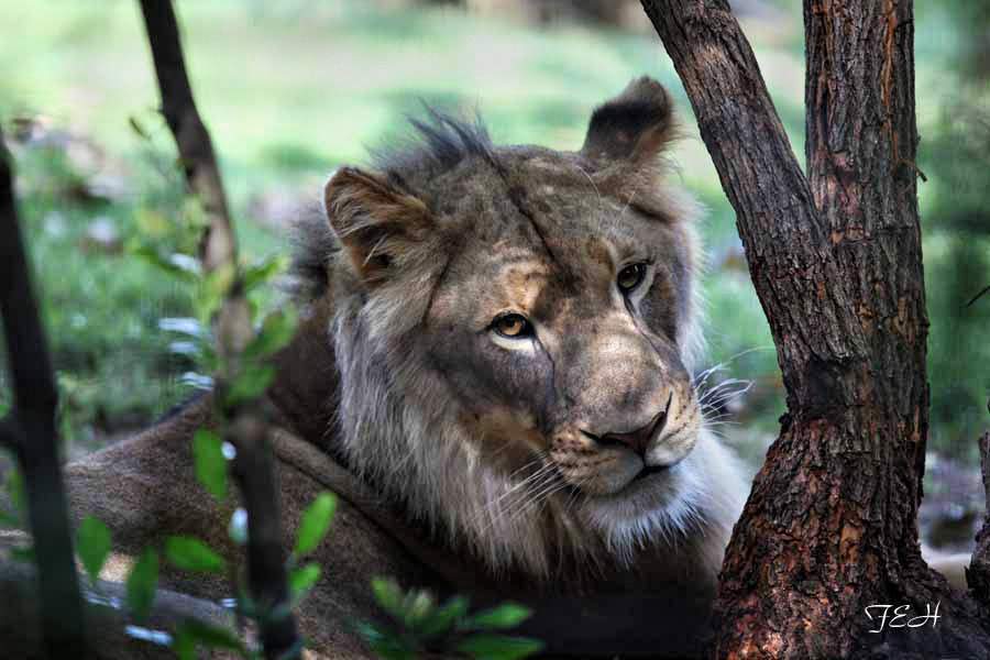 juvenile male lion