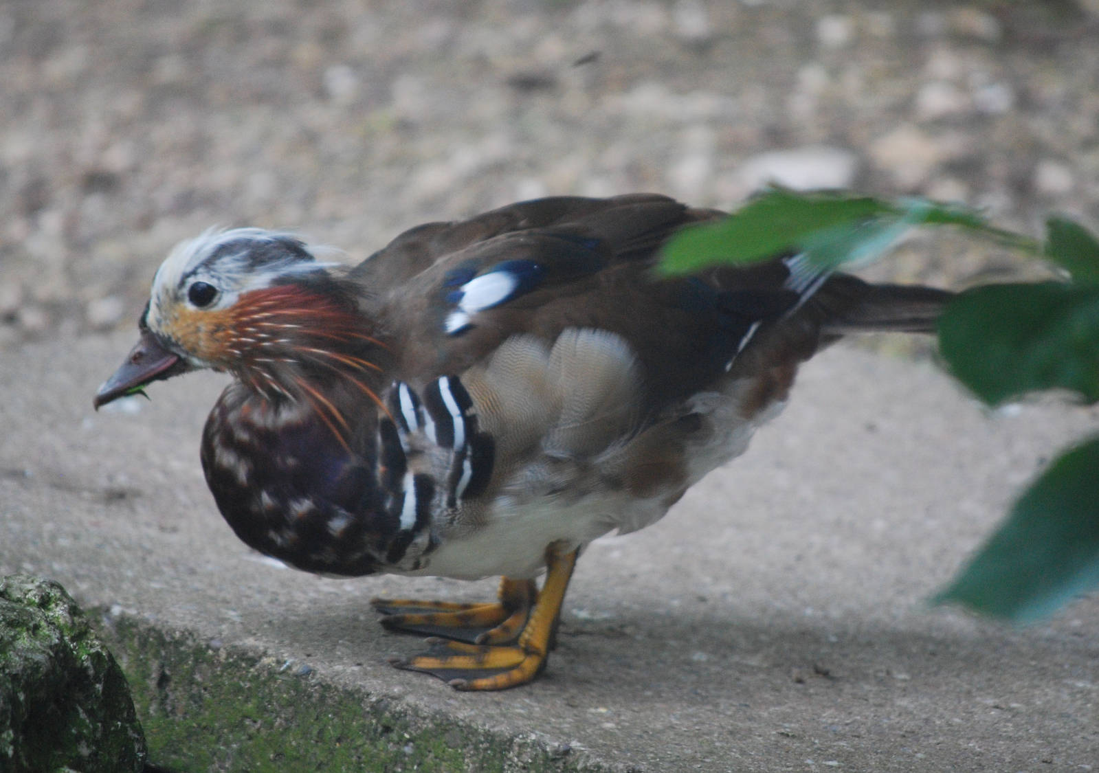 Juvenile Male Mandarin Duck