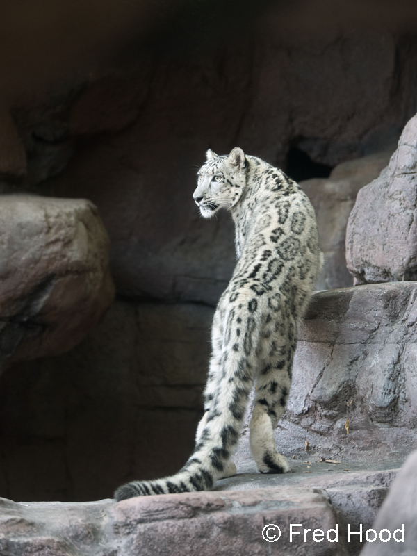 juvenile male snow leopard