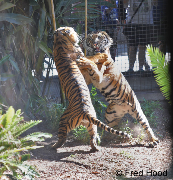 juvenile male sumatrans sparring